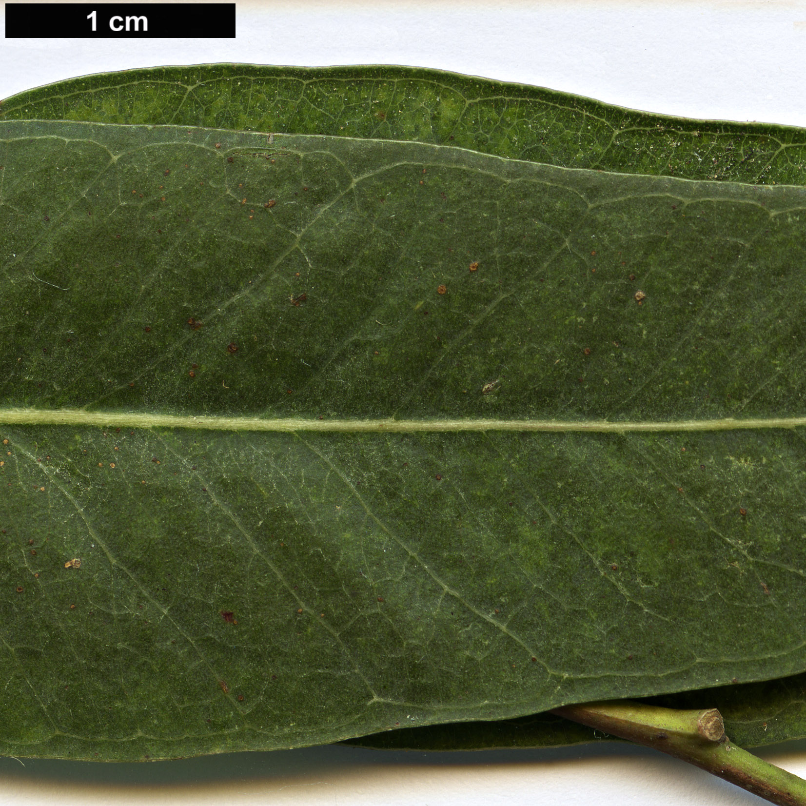 High resolution image: Family: Myrtaceae - Genus: Eucalyptus - Taxon: camaldulensis High resolution image: Family: Myrtaceae - Genus: Eucalyptus - Taxon: camaldulensis